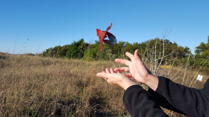 Bird Banding on Sullivan's Island