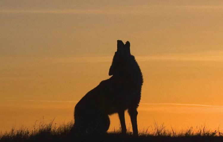 A Coyote howls