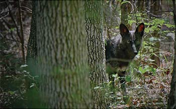 A coyote in Sullivans Island, SC